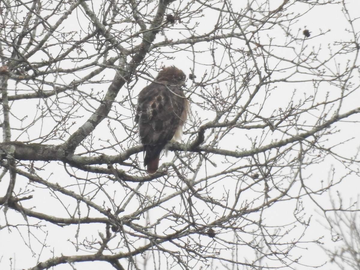 Red-tailed Hawk - ML646364411