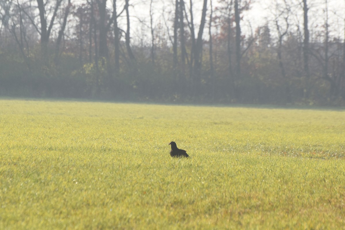 Катарта-индейка - ML646364412