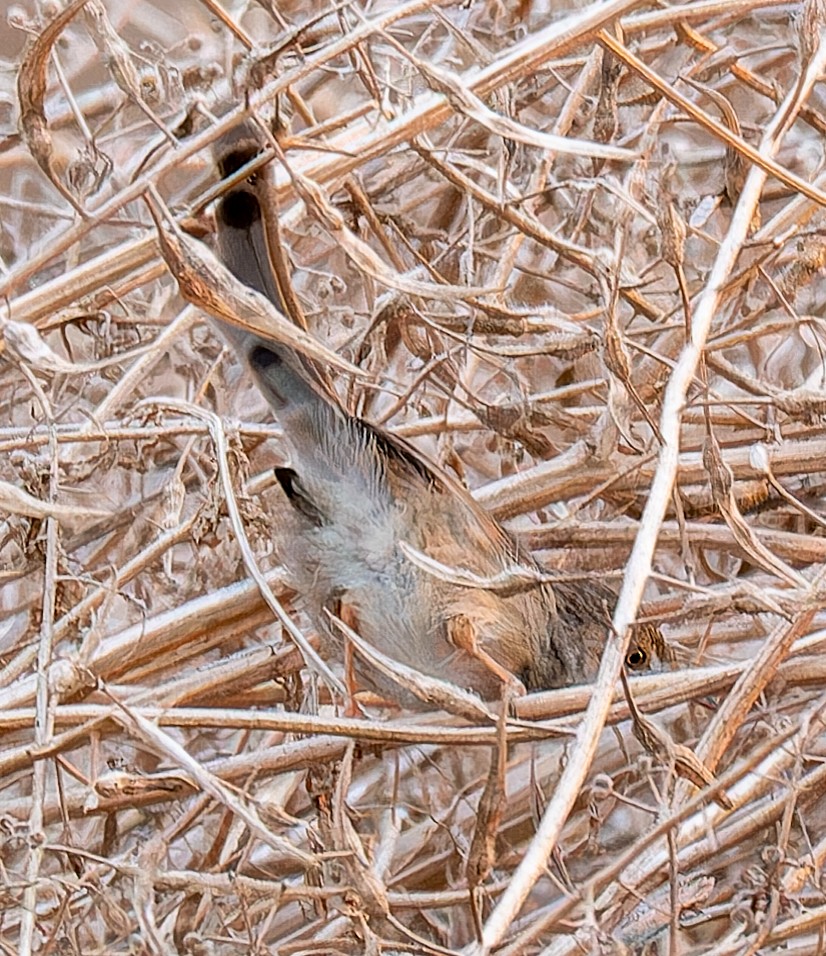 Graceful Prinia - ML646364414
