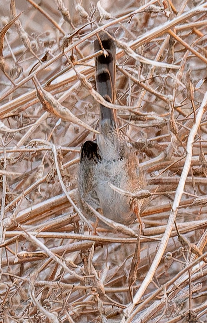 Graceful Prinia - ML646364415