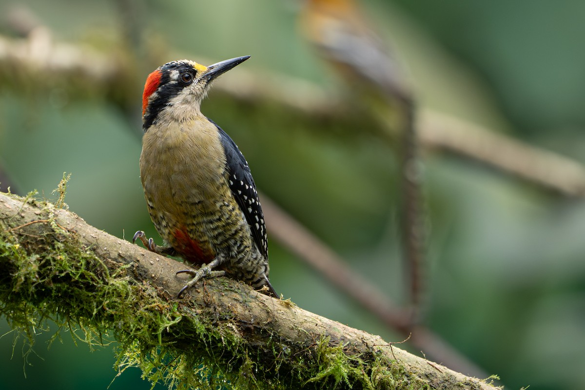Black-cheeked Woodpecker - ML646364416