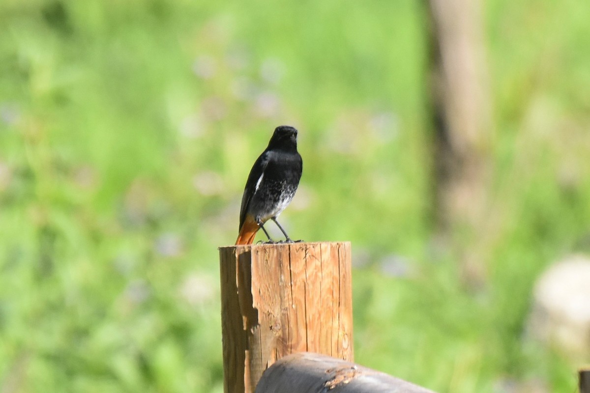 Black Redstart - ML646364418