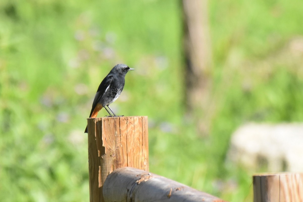 Black Redstart - ML646364419