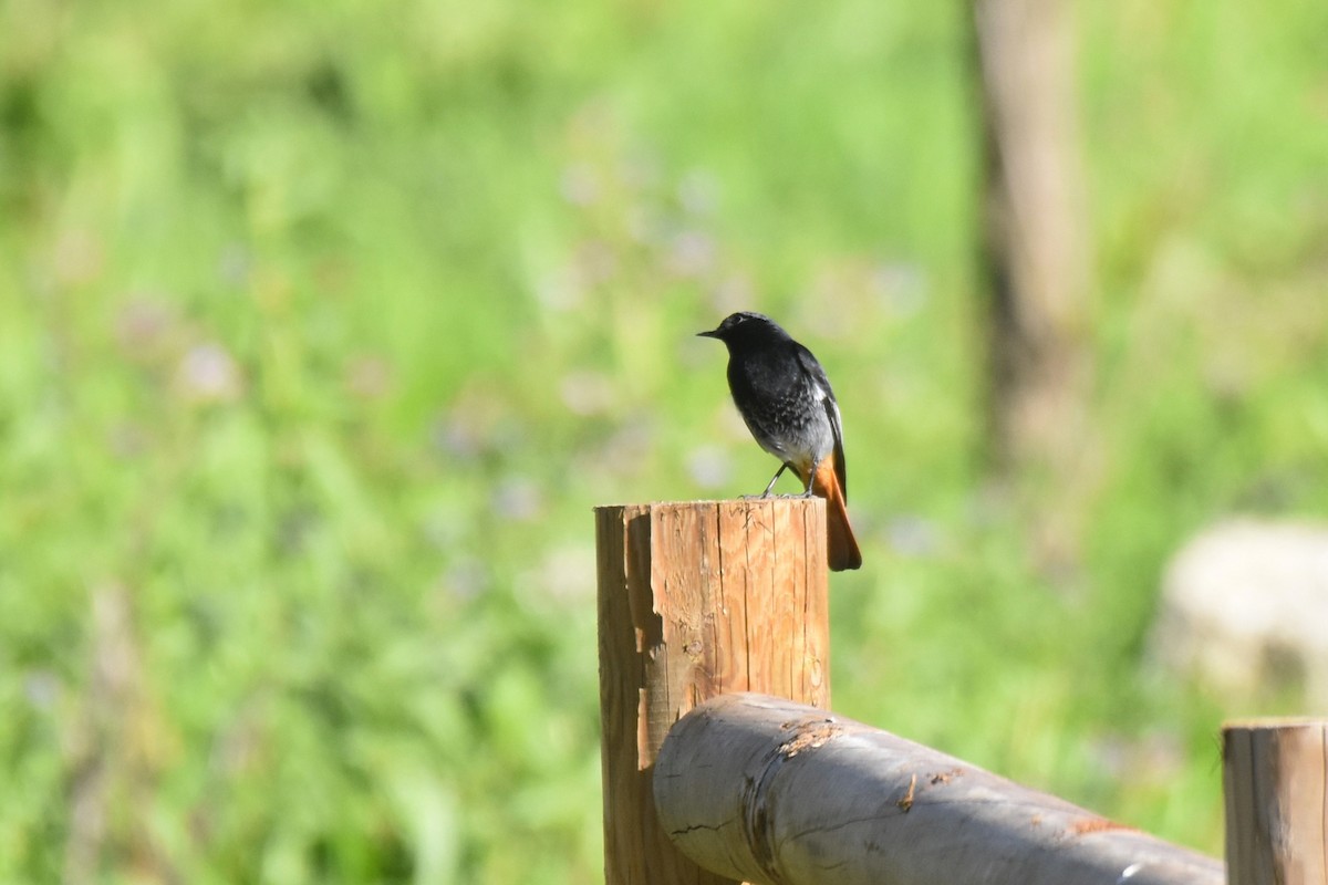 Black Redstart - ML646364420