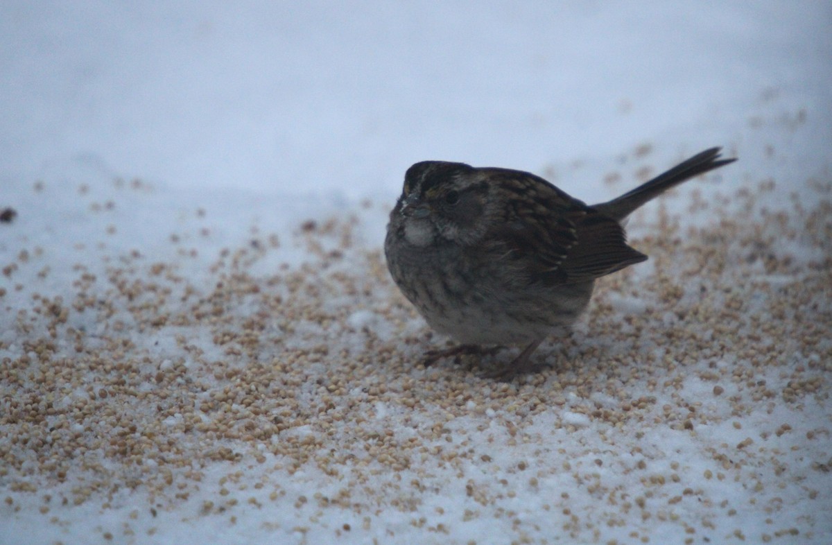 White-throated Sparrow - ML646364422
