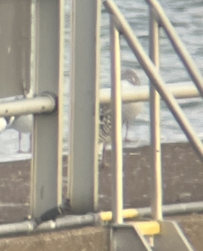 Great Black-backed Gull - ML646364424