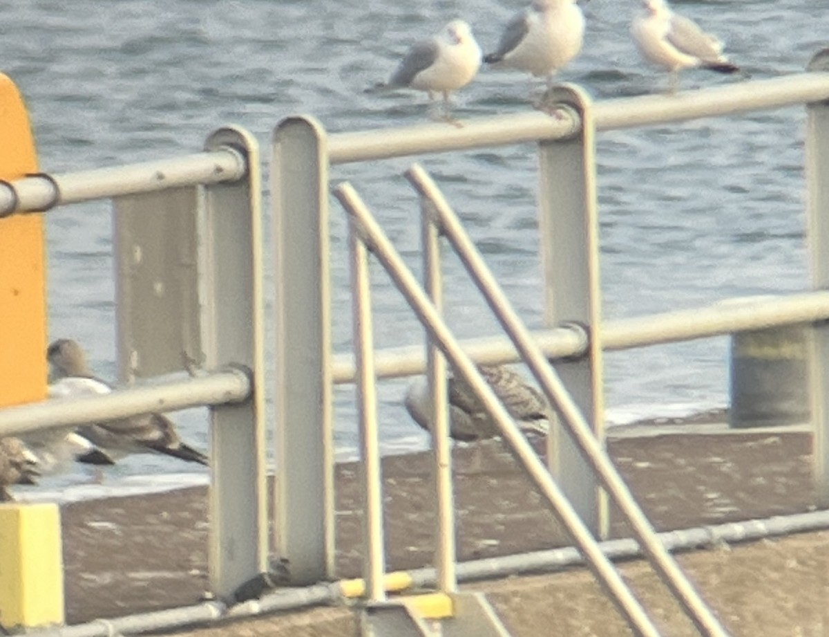 Great Black-backed Gull - ML646364425