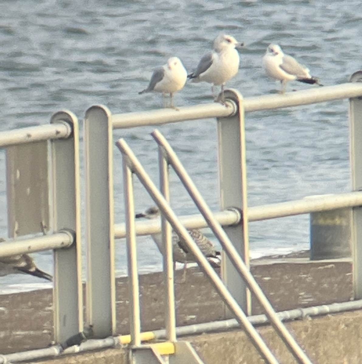 Great Black-backed Gull - ML646364426