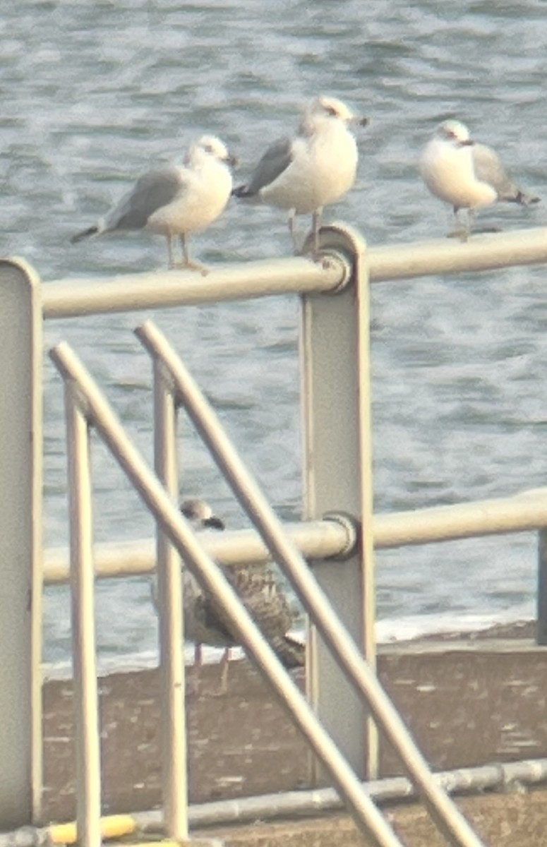 Great Black-backed Gull - ML646364427