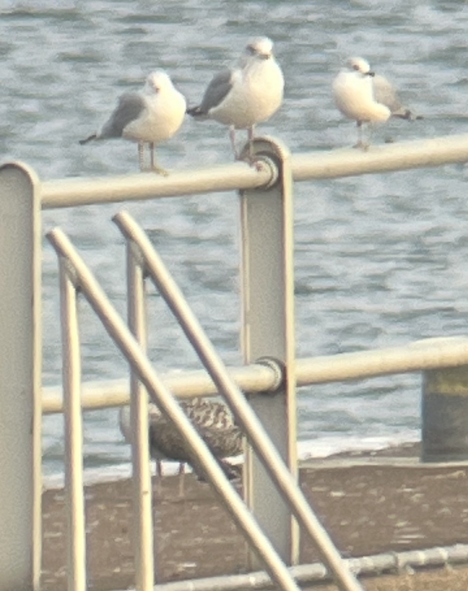 Great Black-backed Gull - ML646364428