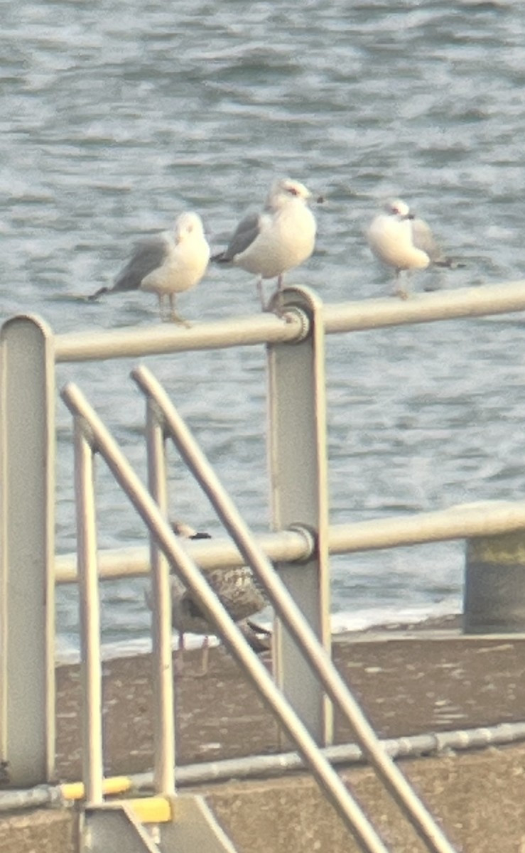 Great Black-backed Gull - ML646364429