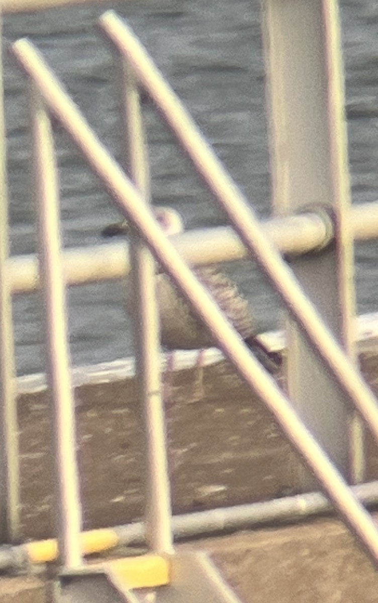 Great Black-backed Gull - ML646364430