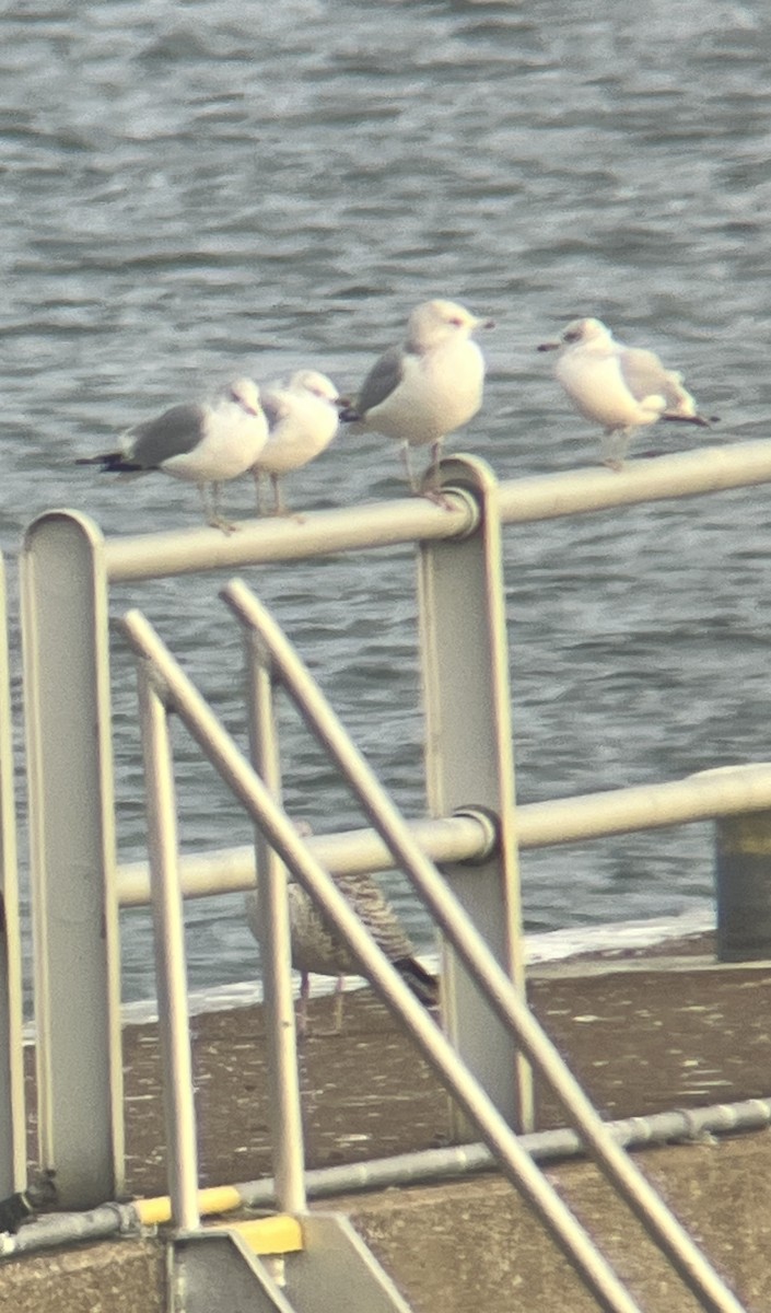 Great Black-backed Gull - ML646364431