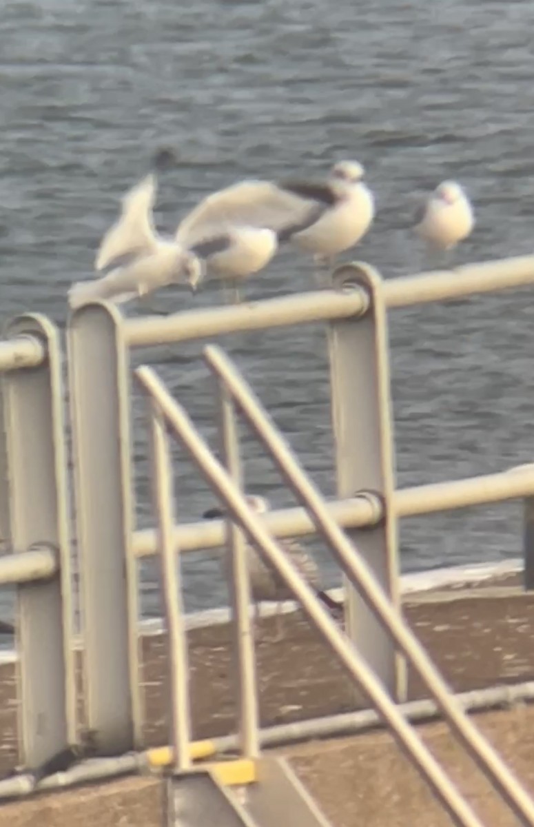 Great Black-backed Gull - ML646364432