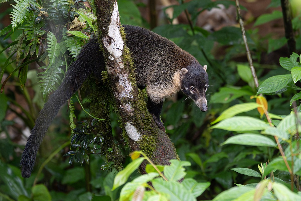 Animals - ML646364433