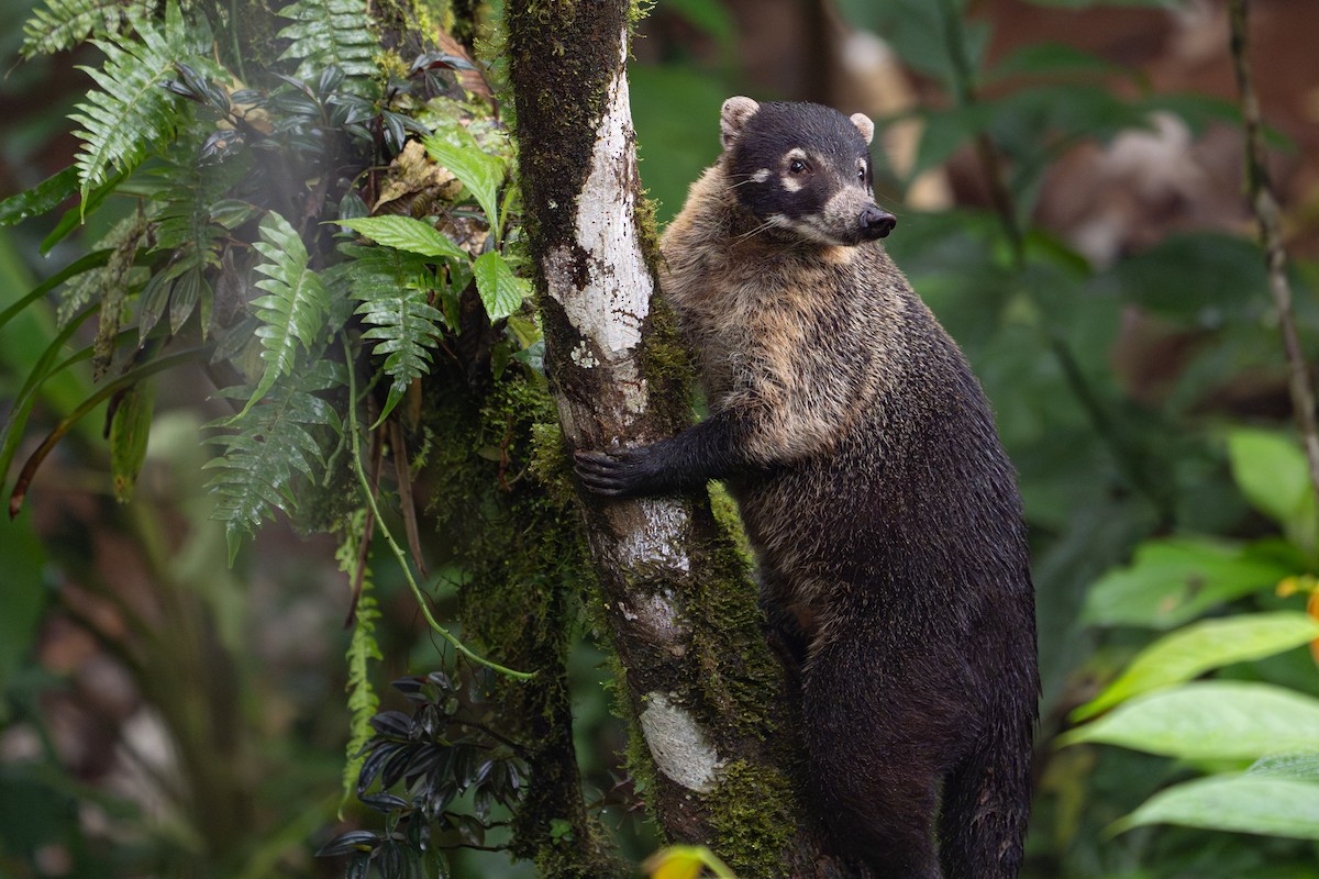 Animals - ML646364434