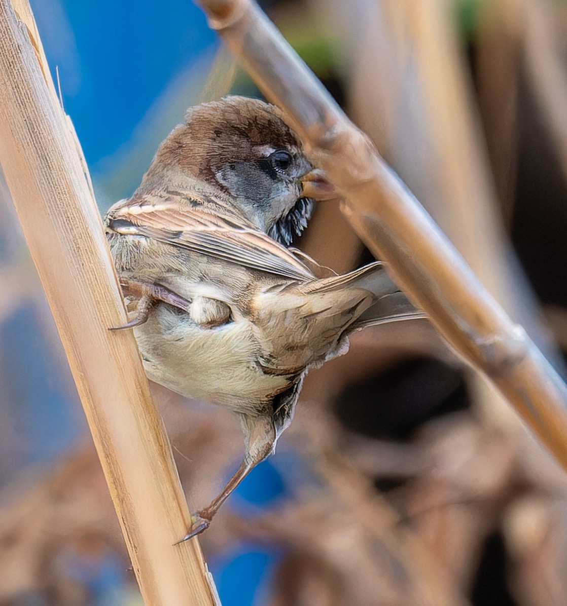 Spanish Sparrow - ML646364436