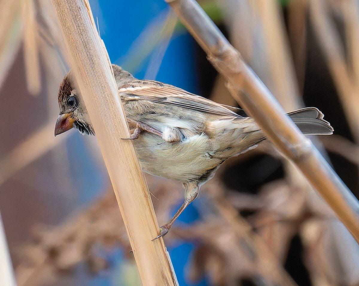 Spanish Sparrow - ML646364437
