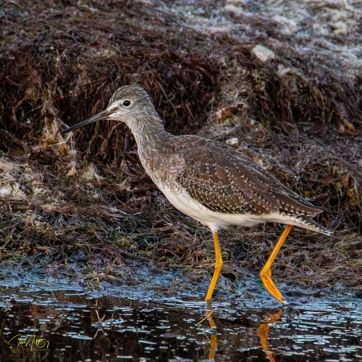 Greater Yellowlegs - ML646364438