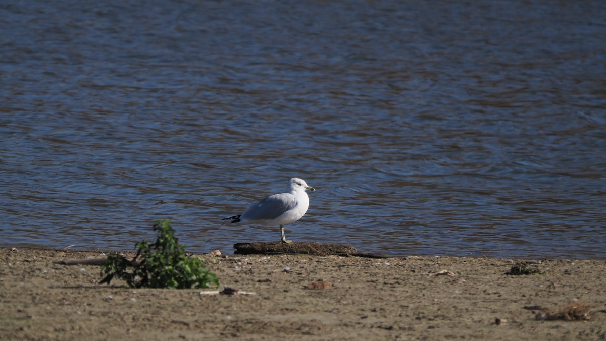 Ring-billed Gull - ML646364439