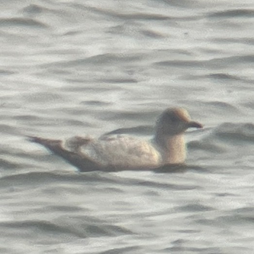 Iceland Gull - ML646364440