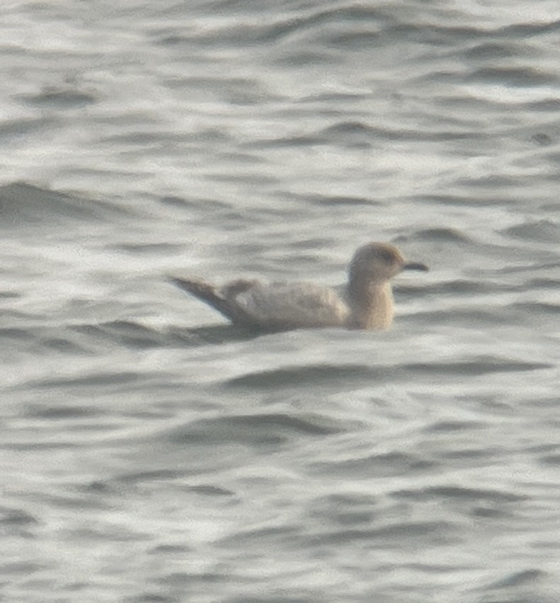 Iceland Gull - ML646364441