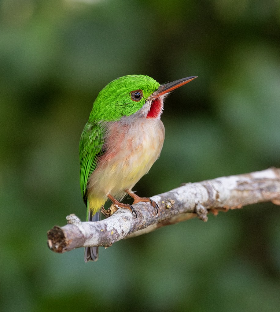 todi širokozobý - ML646364442