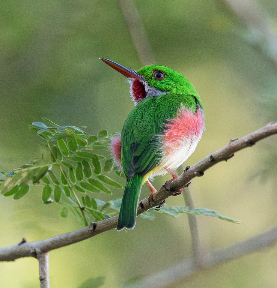 todi širokozobý - ML646364443