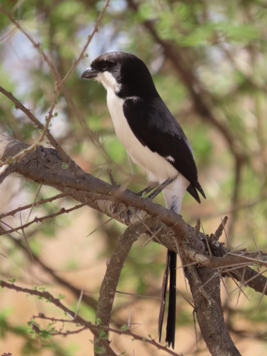 Long-tailed Fiscal - ML646364444