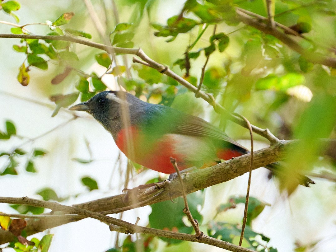 Gray-throated Chat - ML646364445