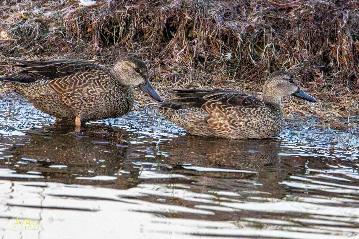 Zertzeta hegalurdina - ML646364446