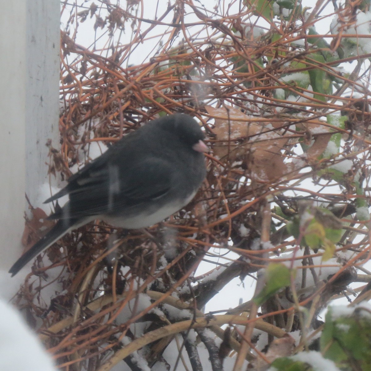 Dark-eyed Junco - ML646364447
