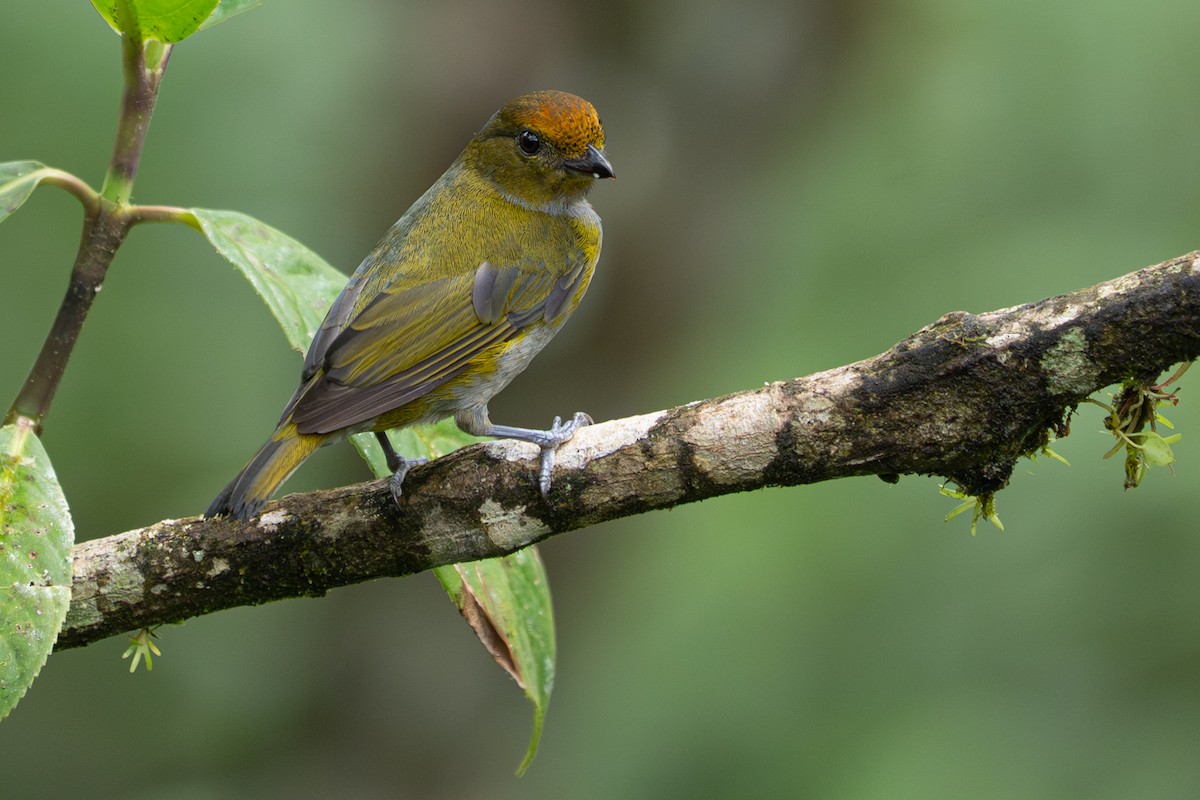 Tawny-capped Euphonia - ML646364448