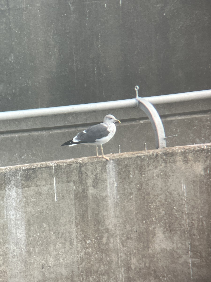 Kaio iluna - ML646364450