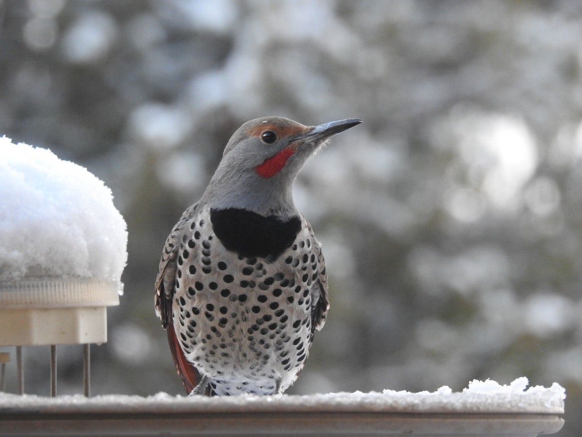 Northern Flicker (Red-shafted) - ML646364451