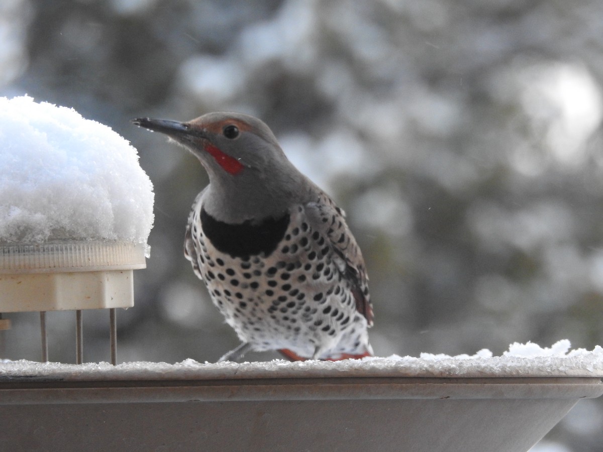 Northern Flicker (Red-shafted) - ML646364452