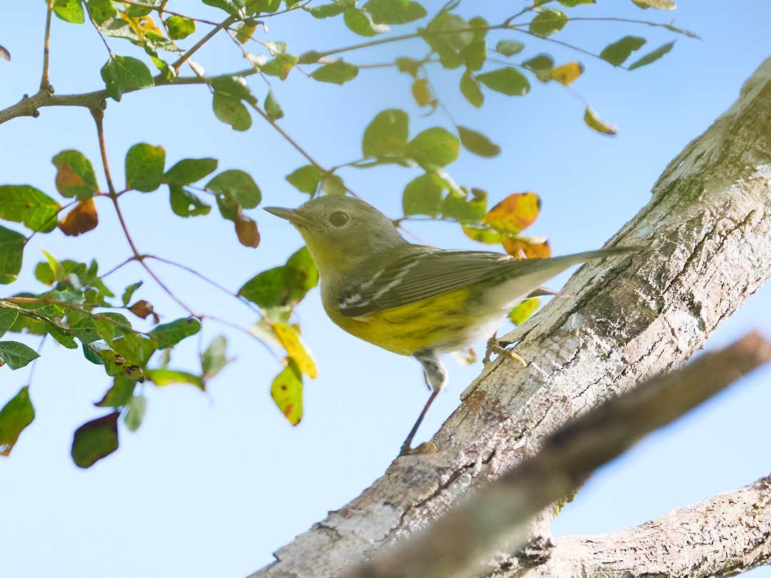 Magnolia Warbler - ML646364453