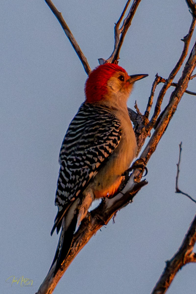Red-bellied Woodpecker - ML646364454