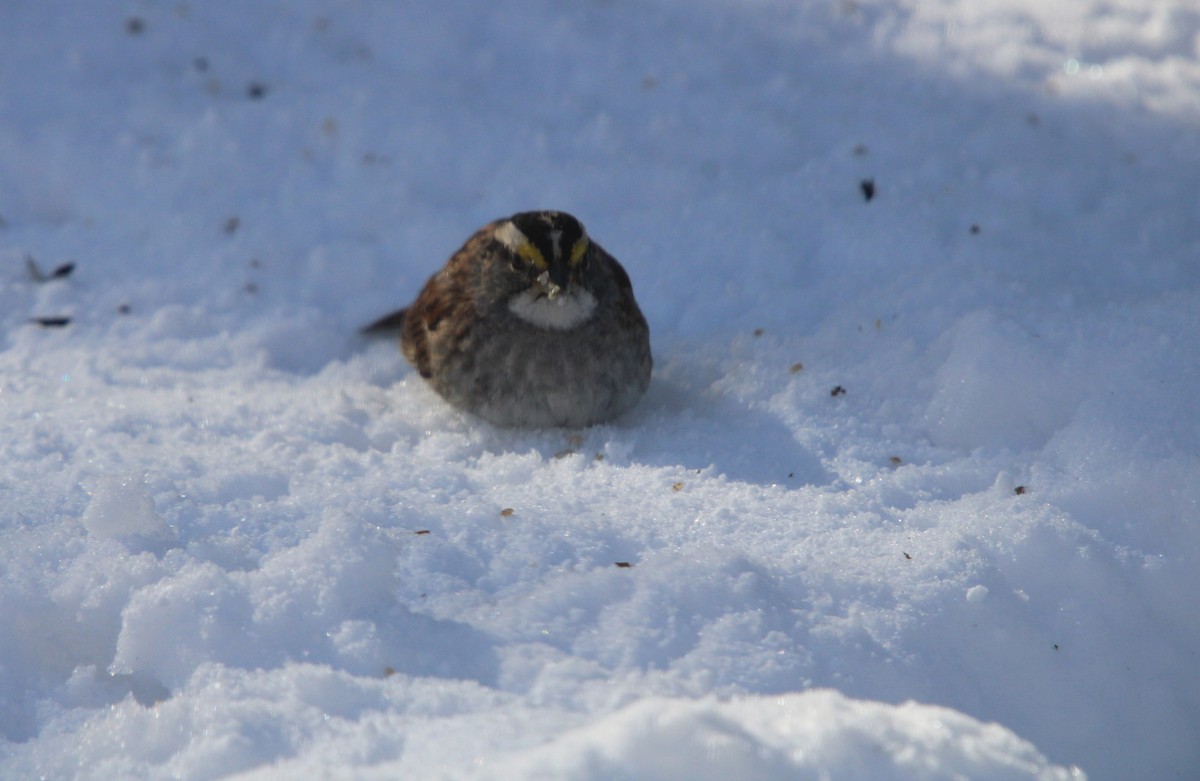 White-throated Sparrow - ML646364455