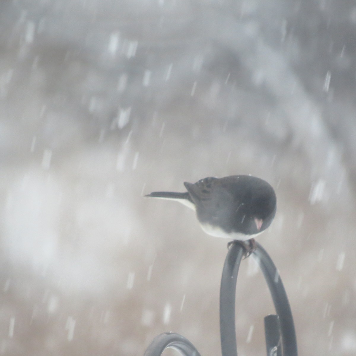Dark-eyed Junco - ML646364456