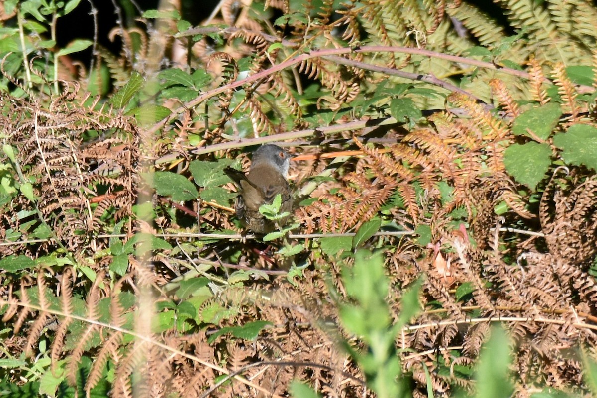 Txinbo burubeltza - ML646364457