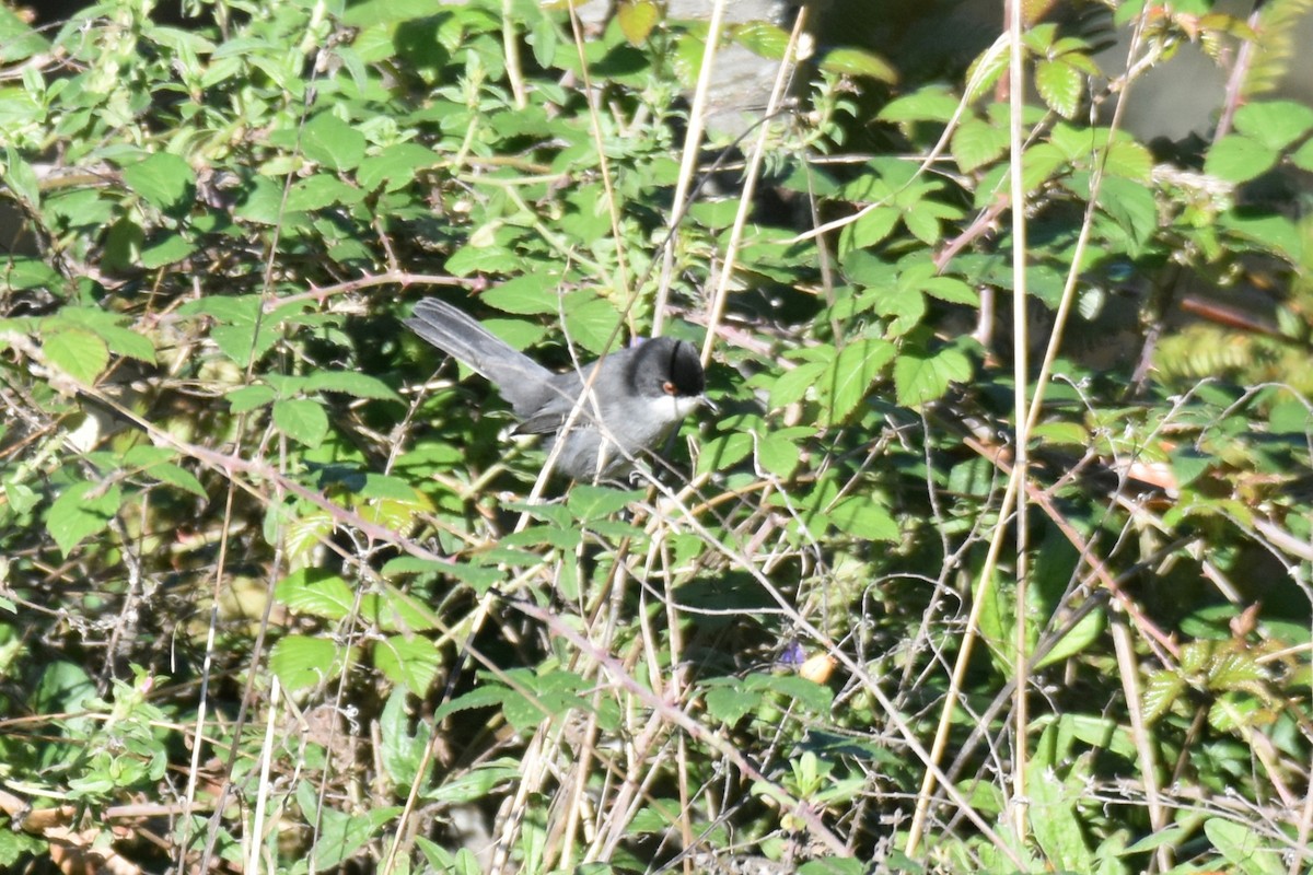 Txinbo burubeltza - ML646364458