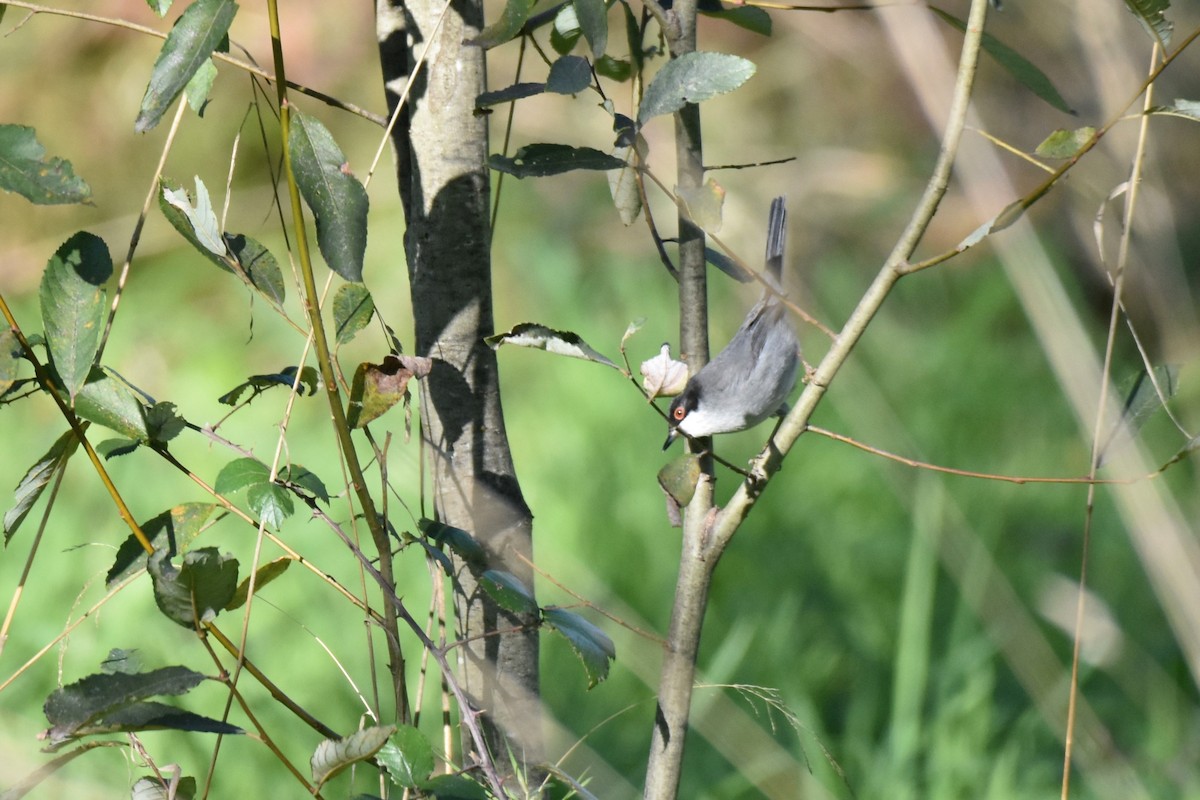 Txinbo burubeltza - ML646364459