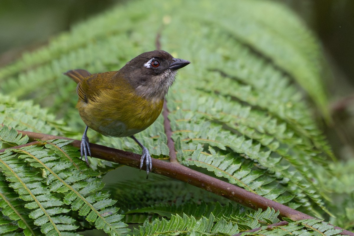 Common Chlorospingus - ML646364460