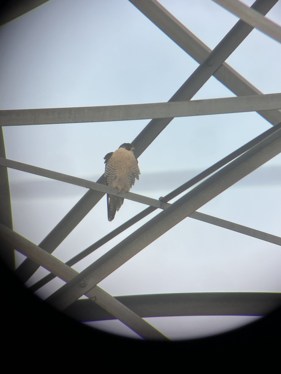 Belatz handia - ML646364461