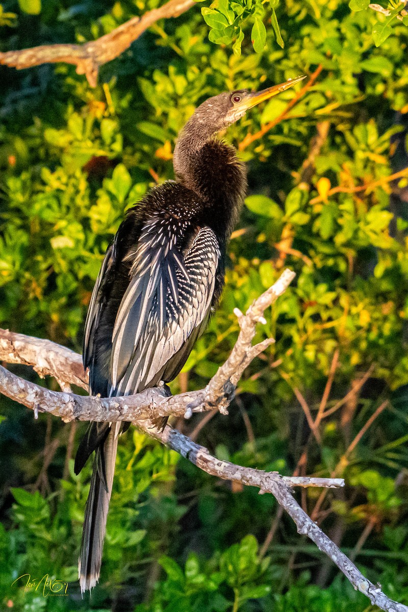 Anhinga amerikarra - ML646364464