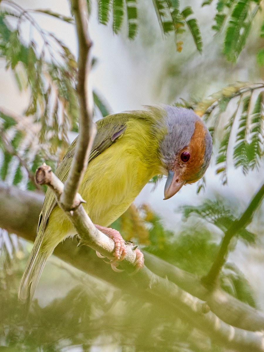 Rufous-browed Peppershrike - ML646364465