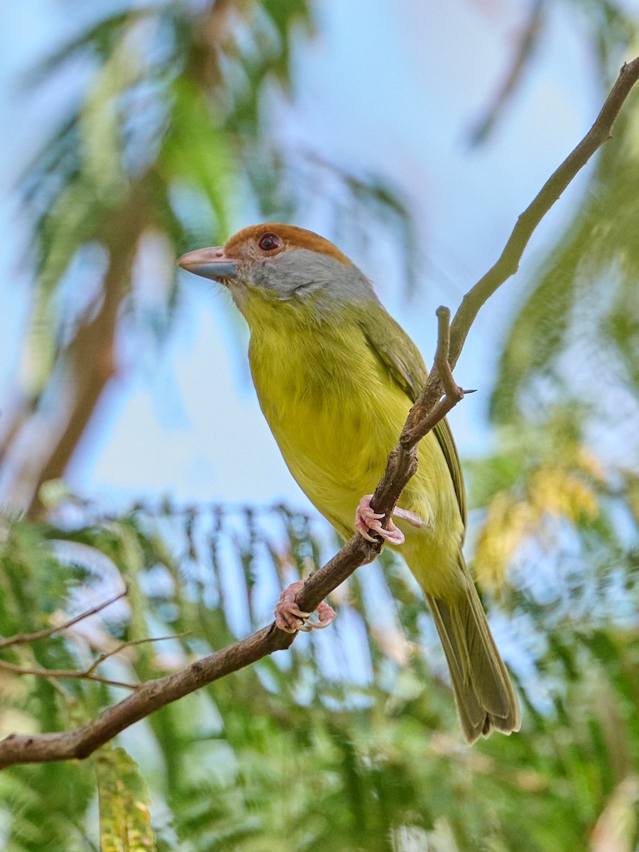 Rufous-browed Peppershrike - ML646364466