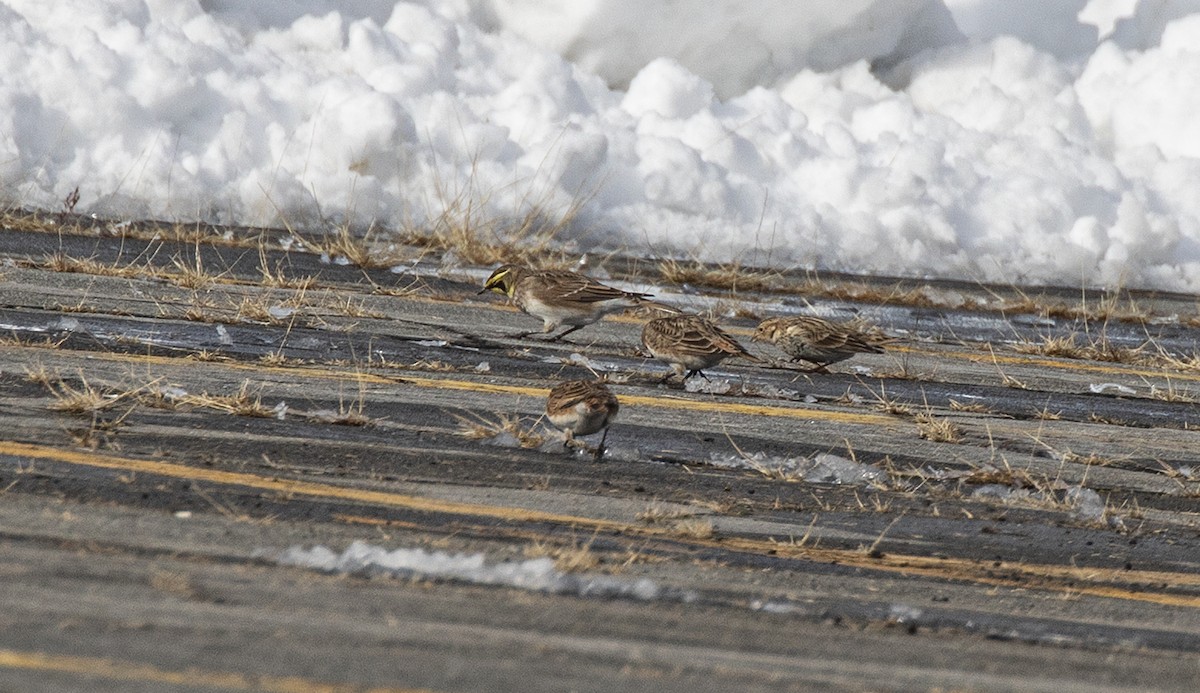 Chestnut-collared Longspur - ML646364467