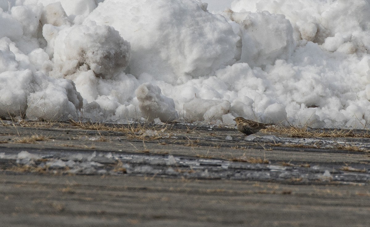 Chestnut-collared Longspur - ML646364468